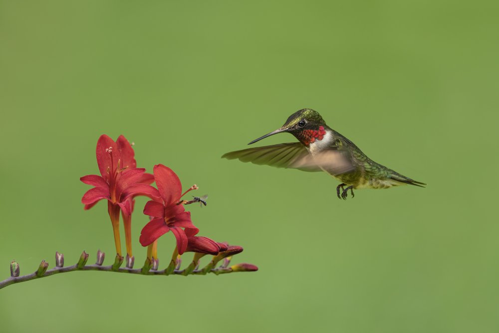 Hummingbird and Bee a Jia Chen