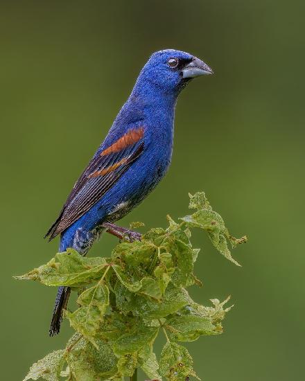 Blue grosbeak