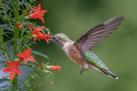 Broad tailed hummingbird