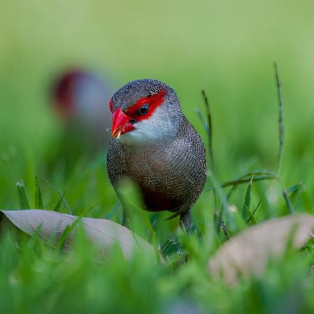 Common waxbill