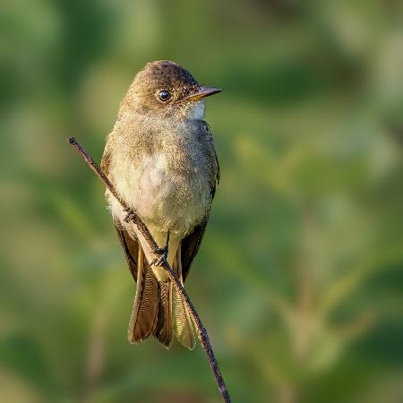 eastern wood pewee