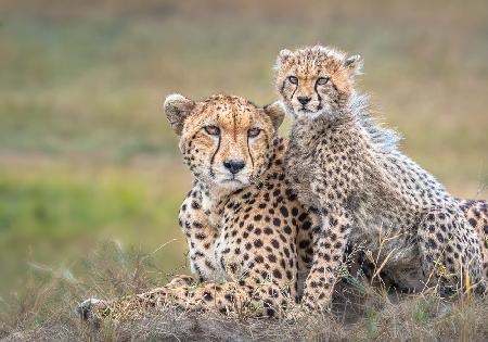 Cheetah  and cub