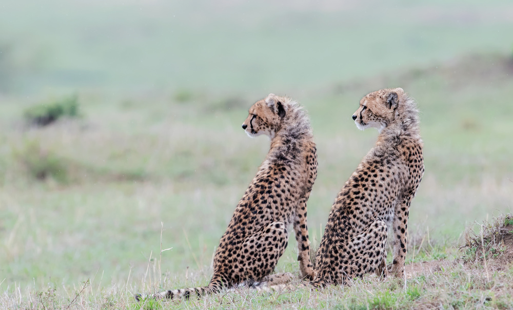 Cheetah brothers a Jie Fischer