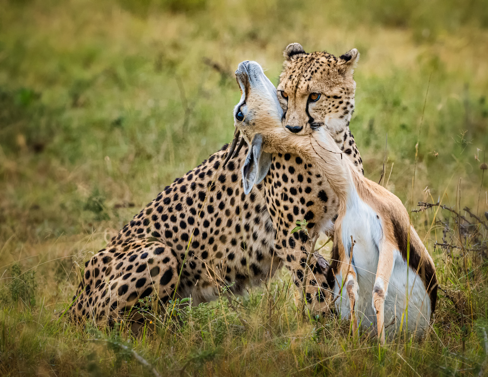 Cheetah hunting a Jie Fischer