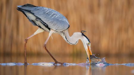 Kiss of  fish