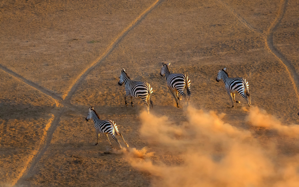 Zebra running in  the sunset a Jie Fischer