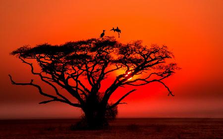 Africa sunset