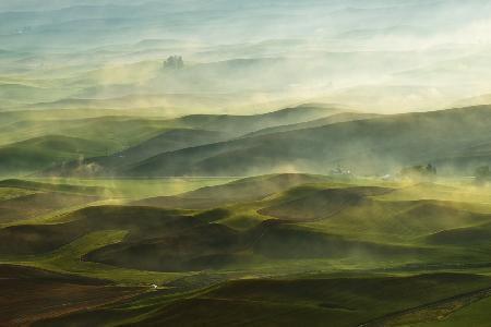 Golden Morning-Palouse