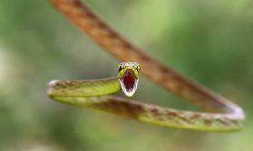 Green Parrot Snake