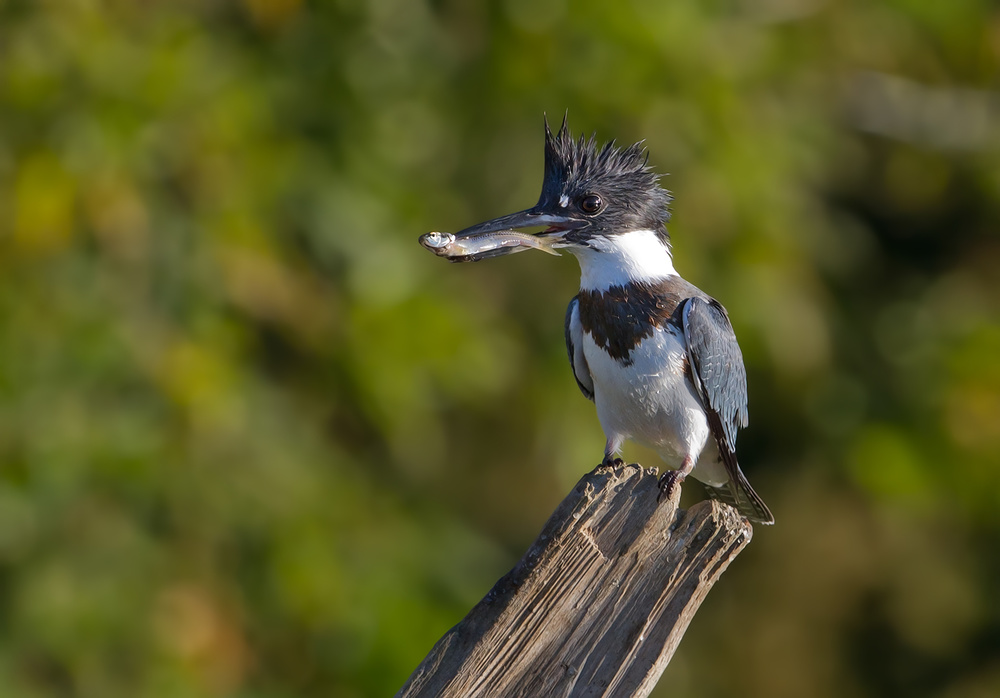 Belted kingfisher with fish a Jim Cumming