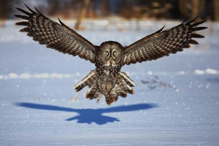 In your face - Great Grey Owl