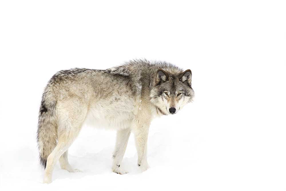 Canadian Timber wolf walking through the snow a Jim Cumming