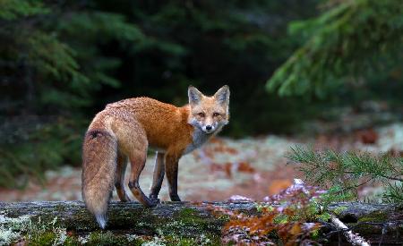 Red Fox in Algonquin Park