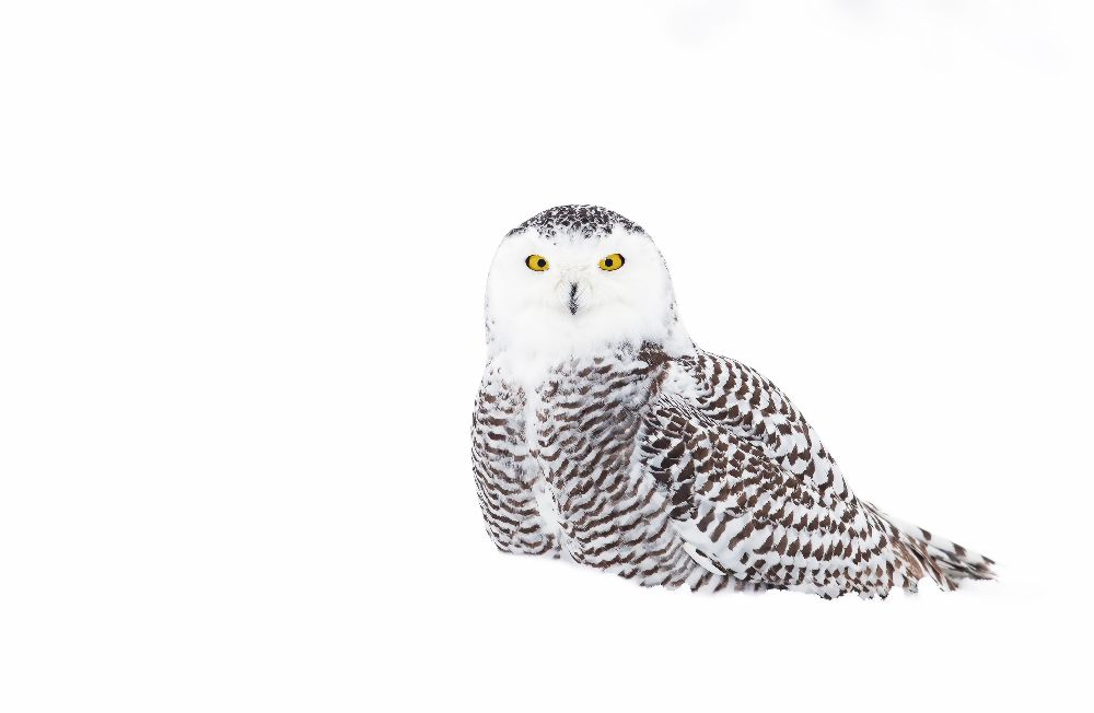 Snowy Owl in winter snow a Jim Cumming
