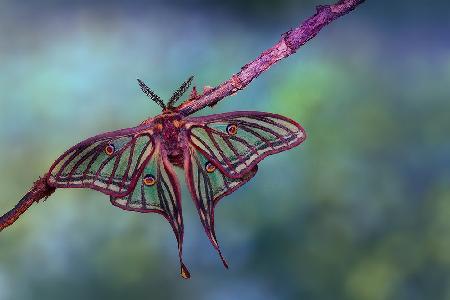 Stained glass moth