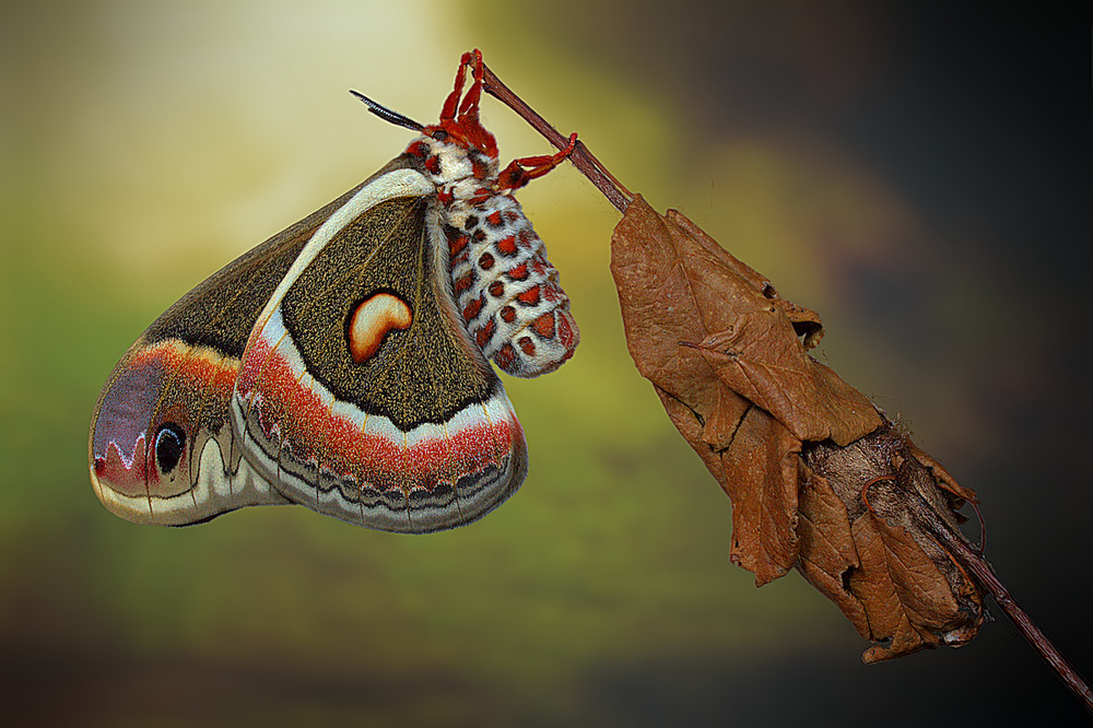 Cecropia-moth a Jimmy Hoffman