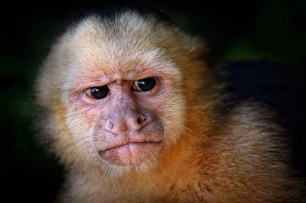 Capuchin monkey a Jimmy Hoffman