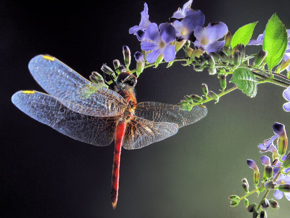 Dragonfly a Jimmy Hoffman