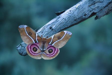 Madagascan Bullseye Moth