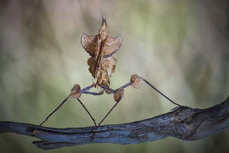 Mantis diabólica