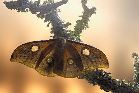 Tussore Silkmoth