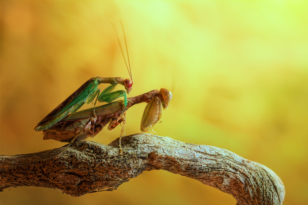 Mantises in love a Jimmy Hoffman