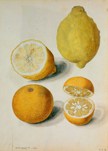Lemons: Citrus limonum and Citrus aurantium a J.le Moyne  de Morgues