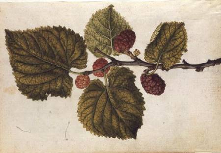 Mulberry: Morus nigra a J.le Moyne  de Morgues