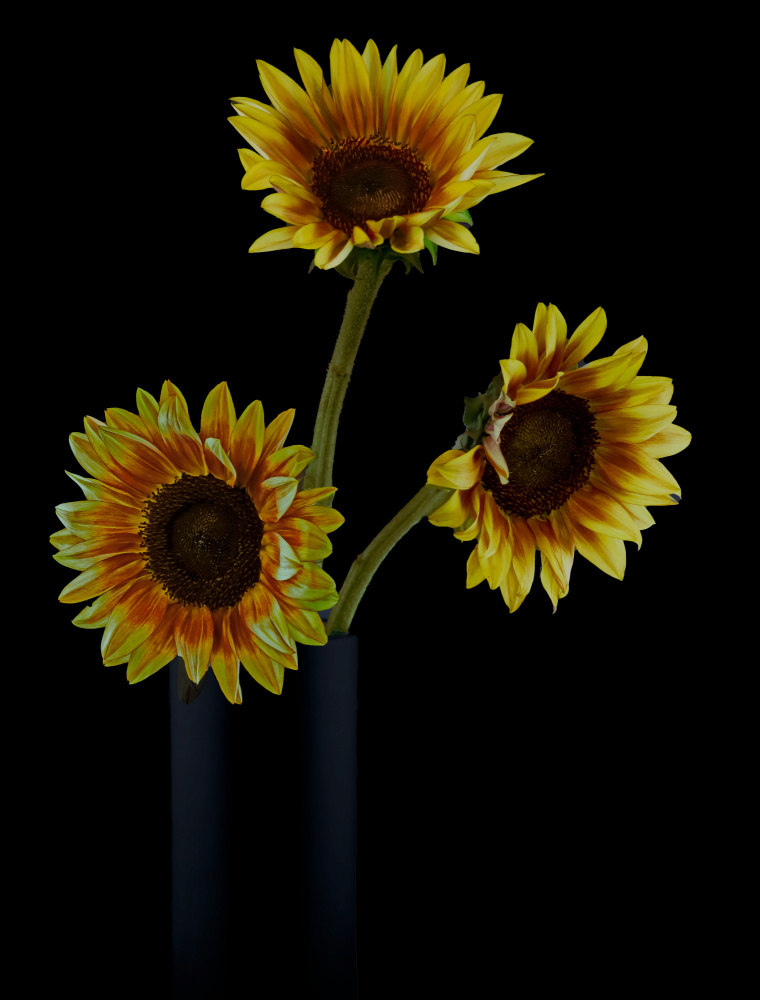 Sunflowers in Shadows a jlloydphoto