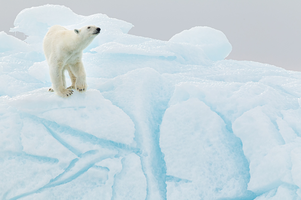 Polar bear on iceberg a Joan Gil Raga