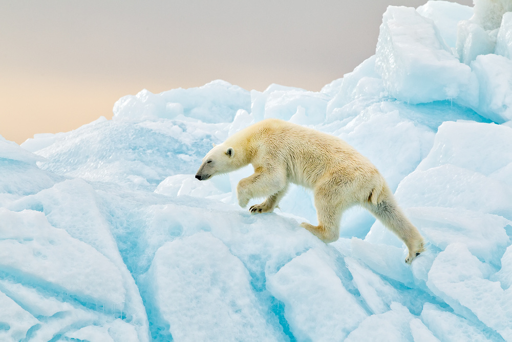 Polar Bear at Svalbard a Joan Gil Raga