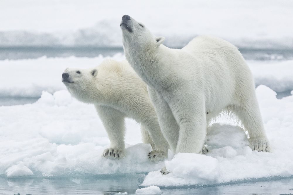 Polar bears, mother and son a Joan Gil Raga
