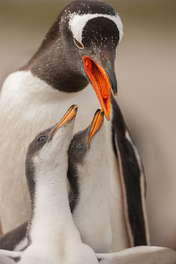 Gentoo penguin juvenile a Joan Gil Raga