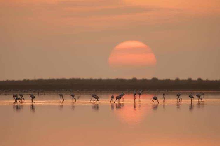 Flamingos at Sunrise a Joan Gil Raga