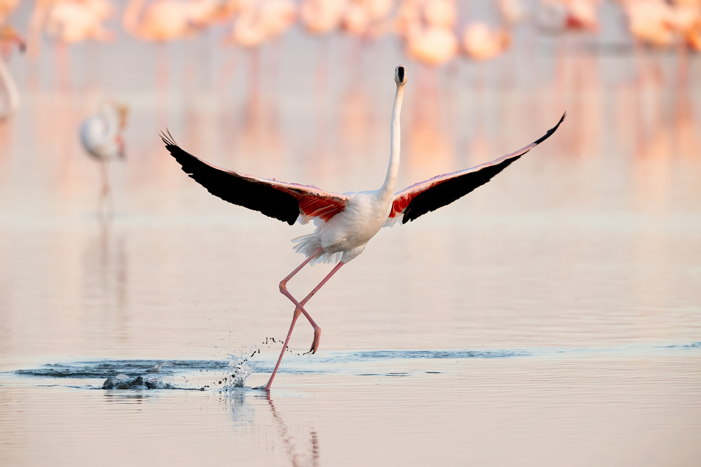 Flamingo dancing a Joan Gil Raga