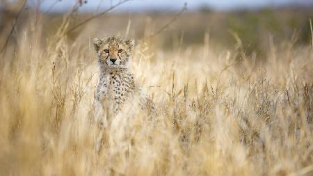 Young cheetah