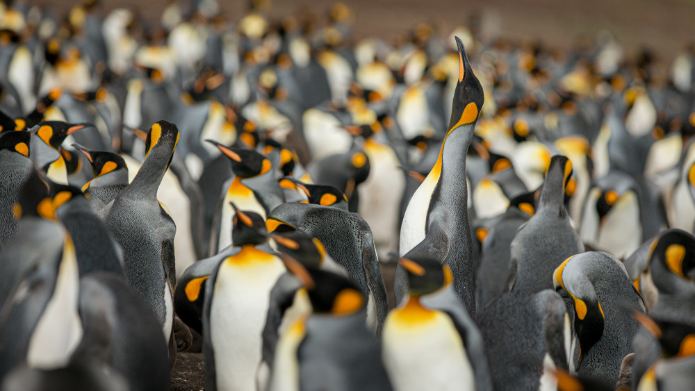 King penguin colony a Joan Gil Raga