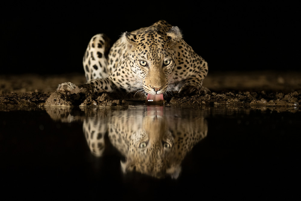 Leopard drinking a Joan Gil Raga