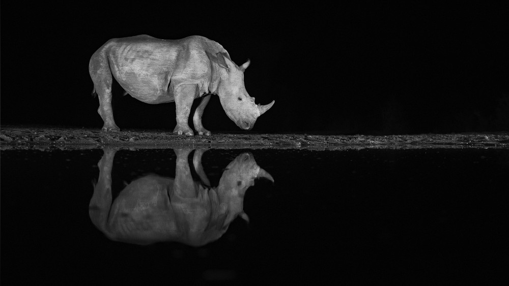 Rhino at night a Joan Gil Raga