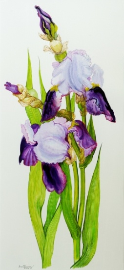 Mauve and purple irises with two buds a Joan  Thewsey