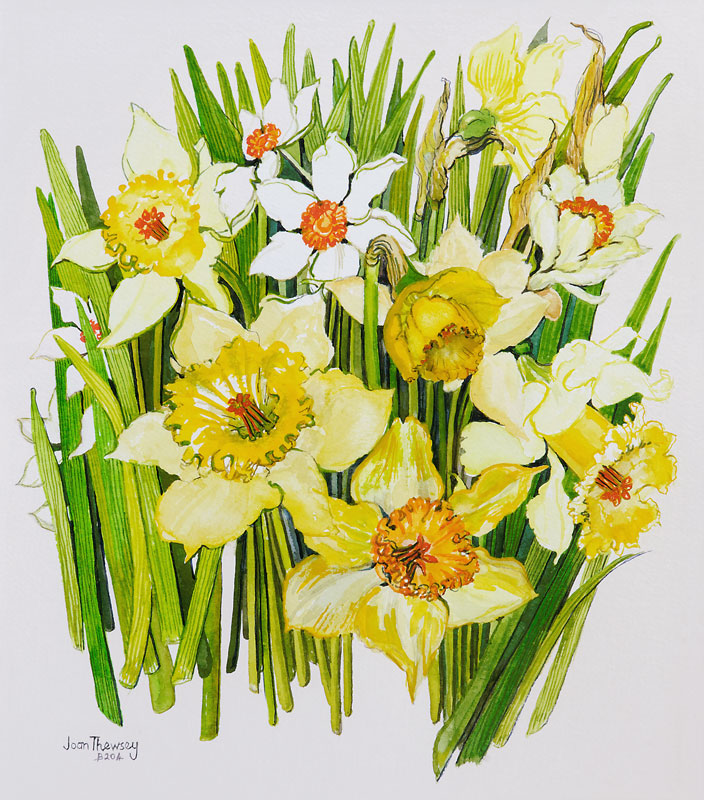 Daffodils and narcissus a Joan  Thewsey