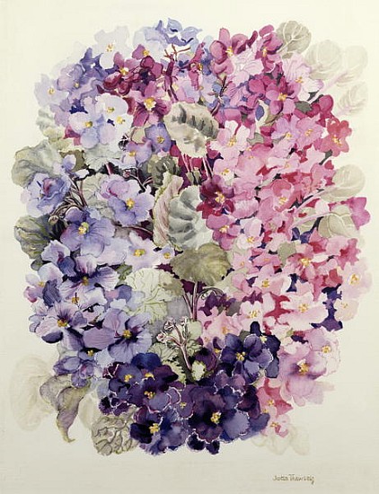 African Violets (w/c)  a Joan  Thewsey