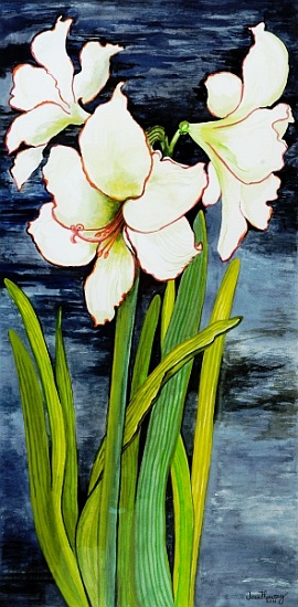 Amaryllis against a night sky a Joan  Thewsey