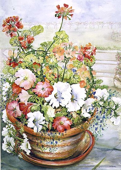 Petunias and Geraniums (w/c on paper)  a Joan  Thewsey