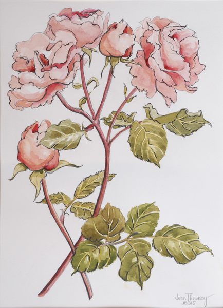 Roses,Abraham Darby a Joan  Thewsey
