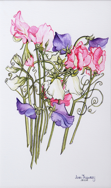 Ten Sweet Peas with Tendrils a Joan  Thewsey