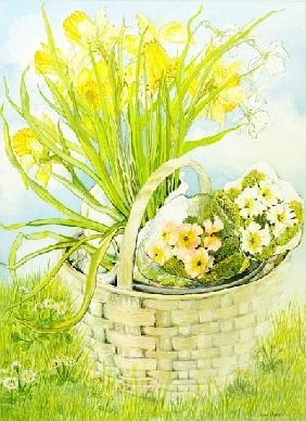 Daffodils and primroses in a basket