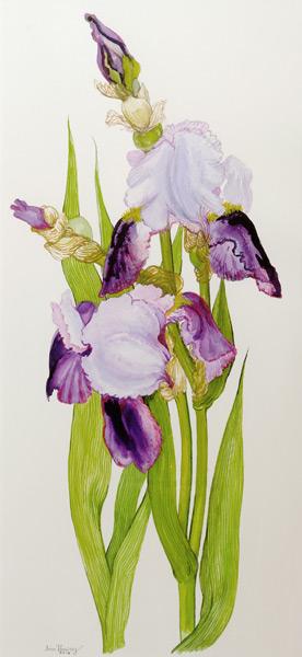 Mauve and purple irises with two buds