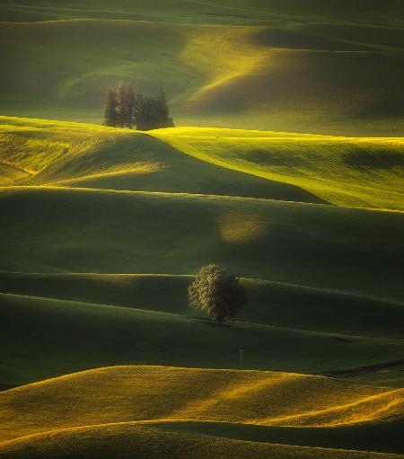 Golden hours of the Palouse