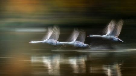 Swans in  flight in Autumn